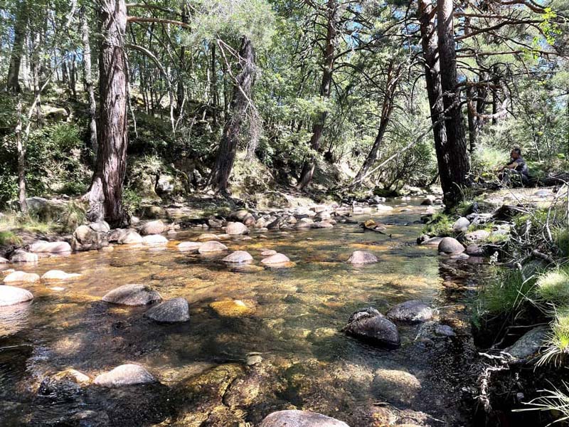 ¿Por qué hacer un Baño de Bosque?