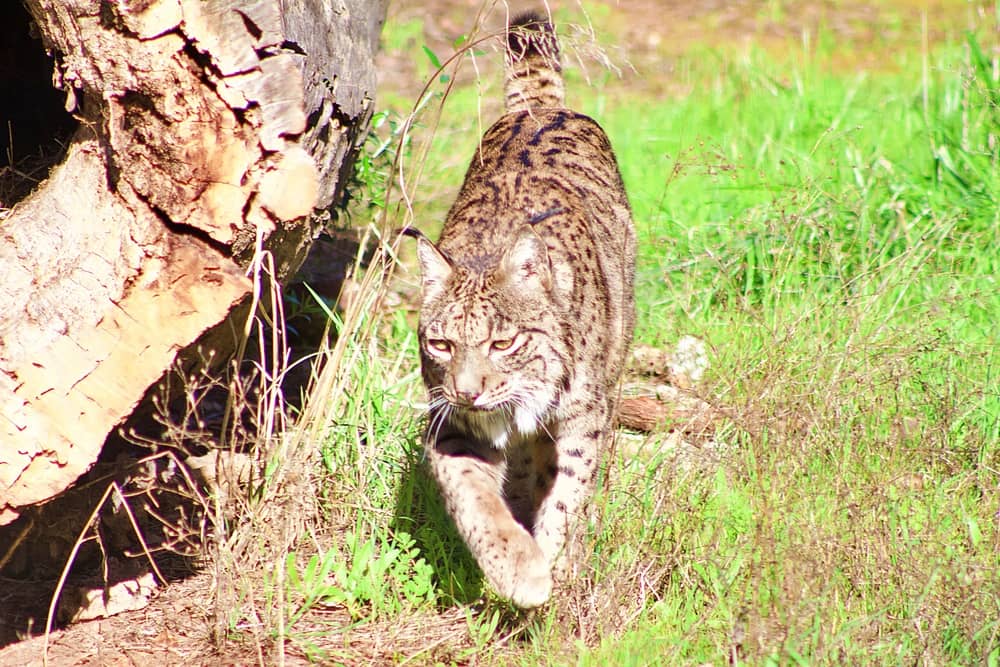 Lince en Andújar