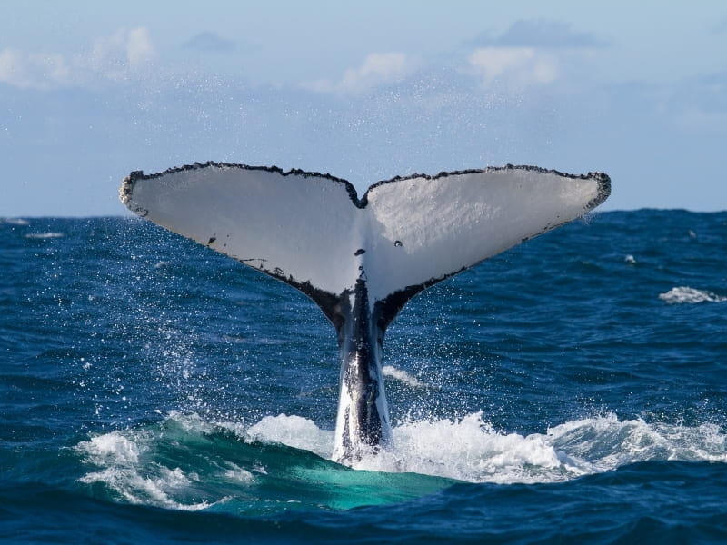 ¿Por qué las ballenas yubarta eligen las playas de Nuquí?