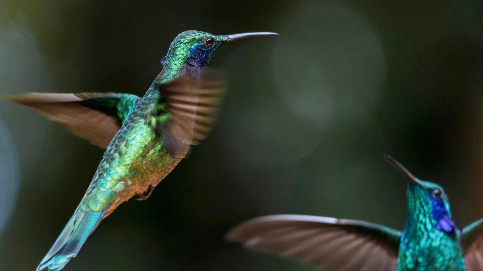 Caldas y Antioquia: fauna, palmas de cera y naturaleza para un viaje exclusivo