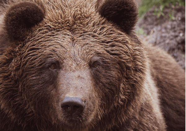 Curiosidades del Oso Pardo Cantábrico en España