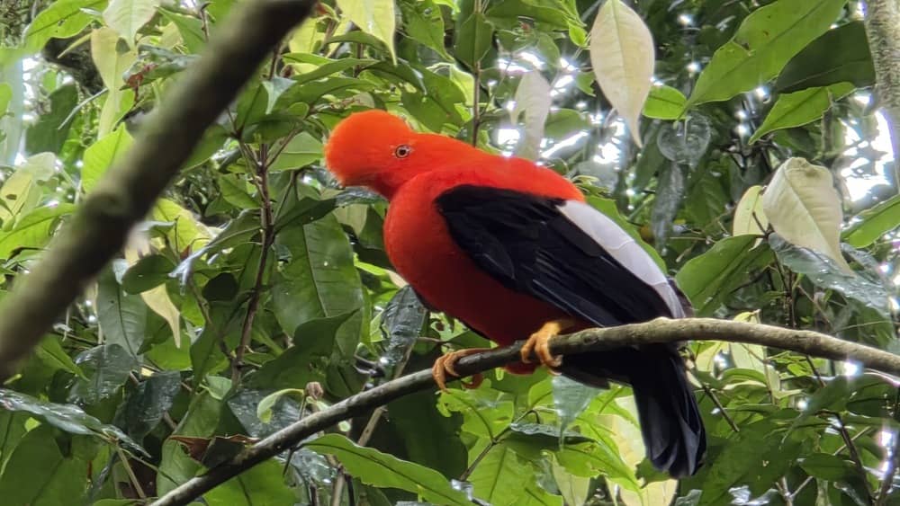 avistamiento de fauna de lujo en Colombia
