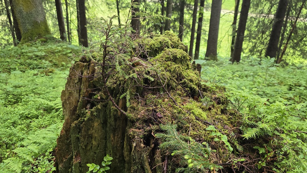Qué ver en Vorarlberg